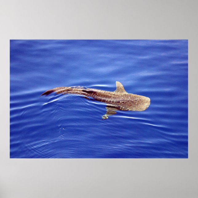 Póster Poster del tiburón ballena (Frente)