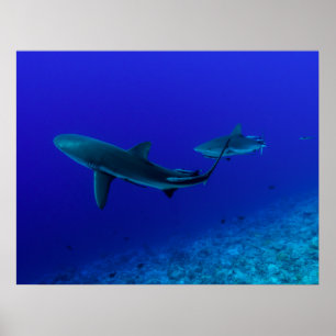 Póster Poster del tiburón de arrecife gris