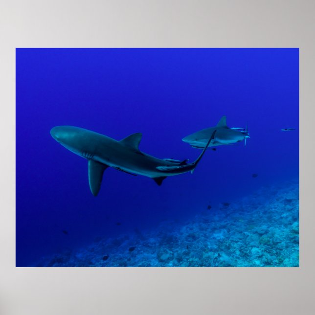 Póster Poster del tiburón de arrecife gris (Frente)