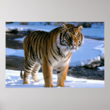 Poster del tigre amante de la nieve