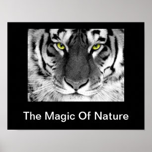 Póster Poster del tigre blanco