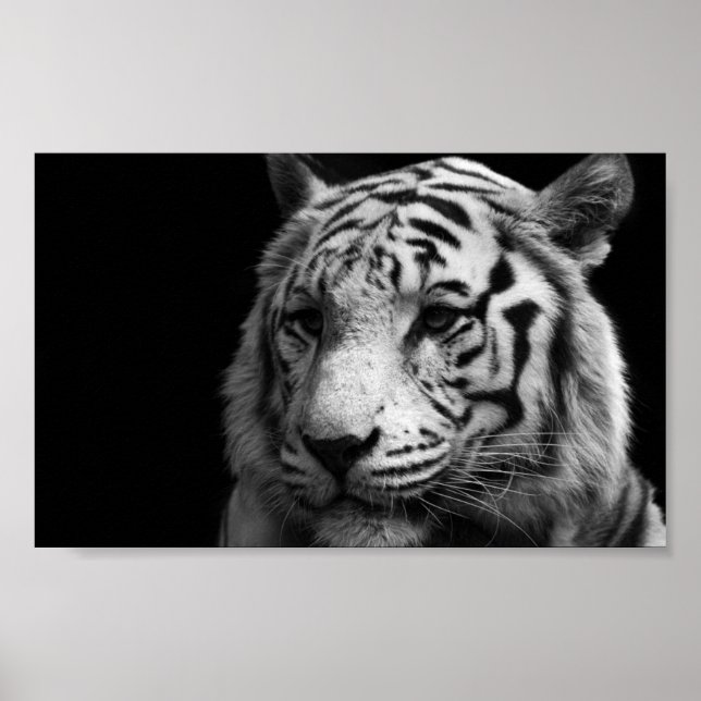 Póster Poster del tigre blanco (Frente)