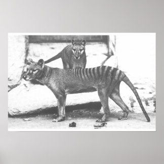 Póster Poster del tigre de Tasmania ,Canvas