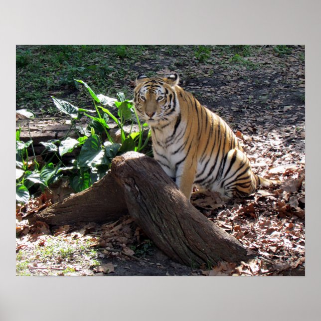 Póster Poster del tigre lindo (Frente)