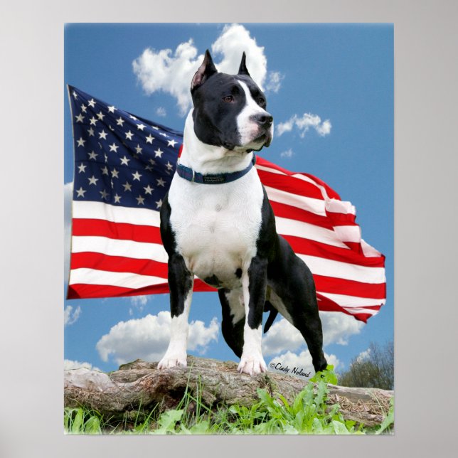 Póster Poster del Toro de Pit (American Staffordshire Ter (Frente)