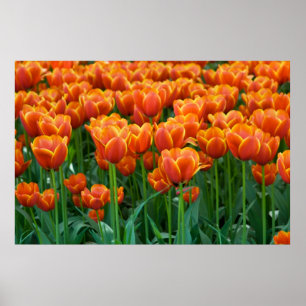 Póster Poster del tulipán