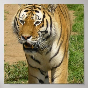 Póster Poster del vagabundeo del tigre