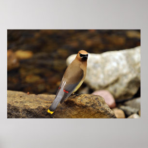 Póster Poster del Waxwing de cedro