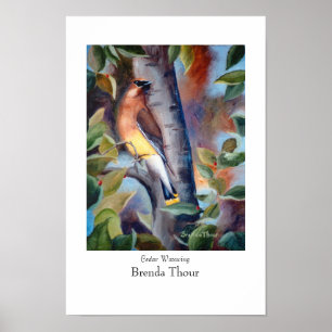 Póster Poster del Waxwing de cedro