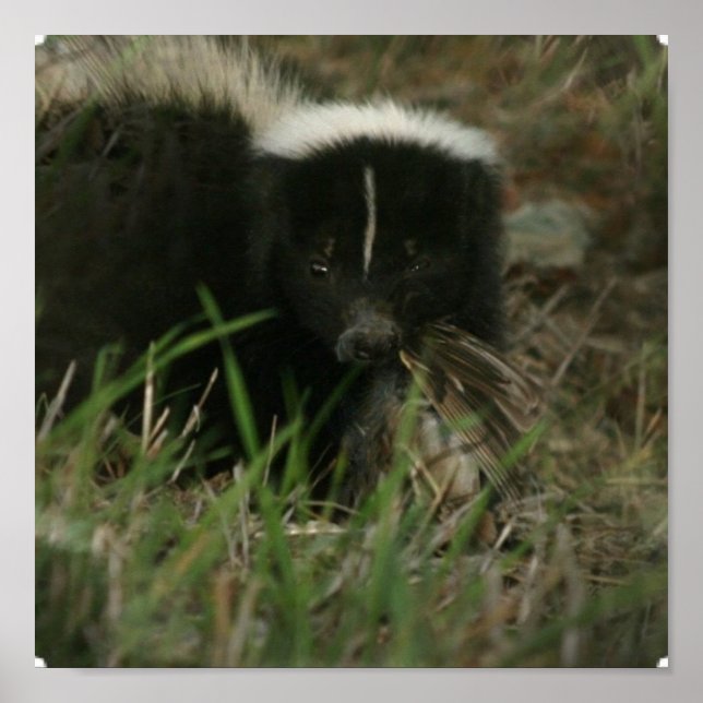 Póster Poster del zorrillo maloliente (Frente)
