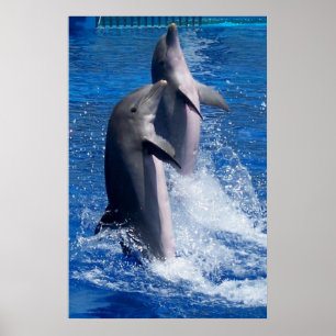 Póster Poster delfines
