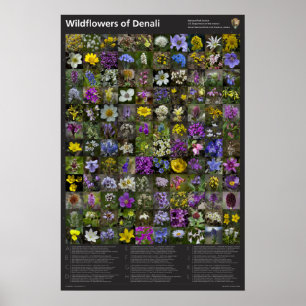 Póster Poster Denali Wildflower