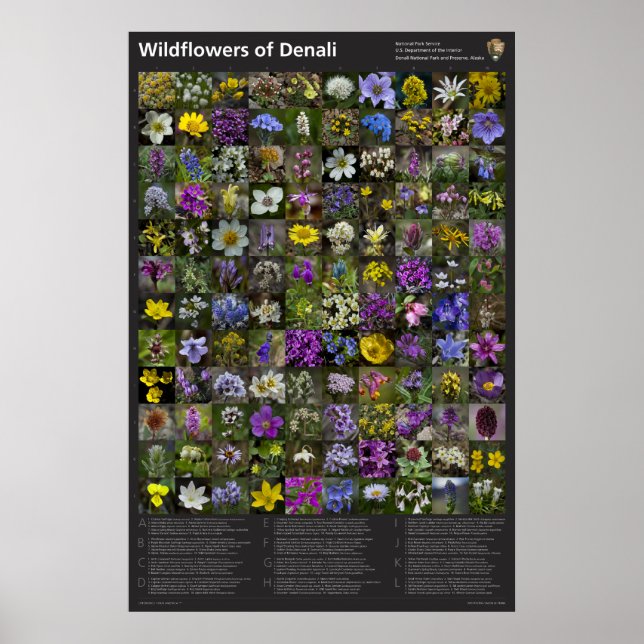 Póster Poster Denali Wildflower (Frente)