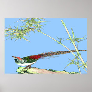 Póster Poster derecho del faisán que dibuja 7