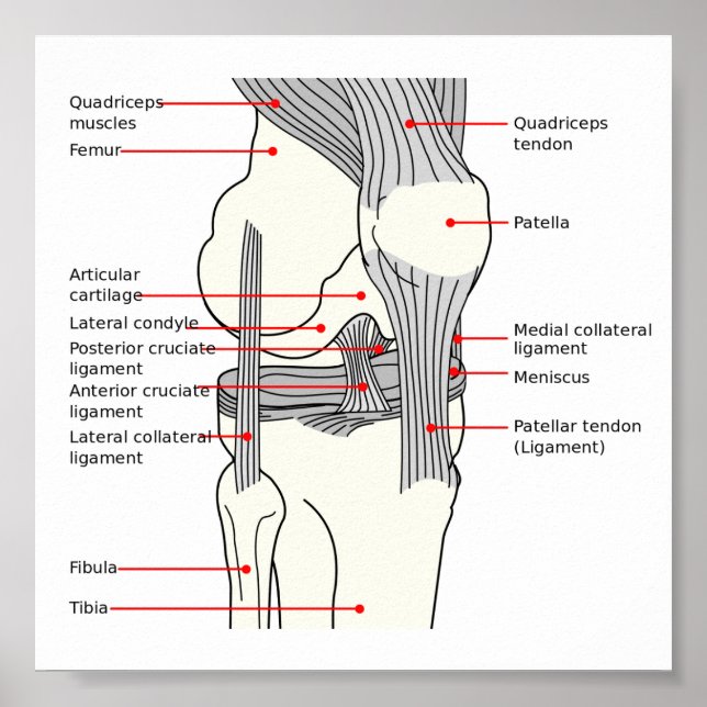 Póster Poster Diagrama anatómico articulación de rodilla  (Frente)