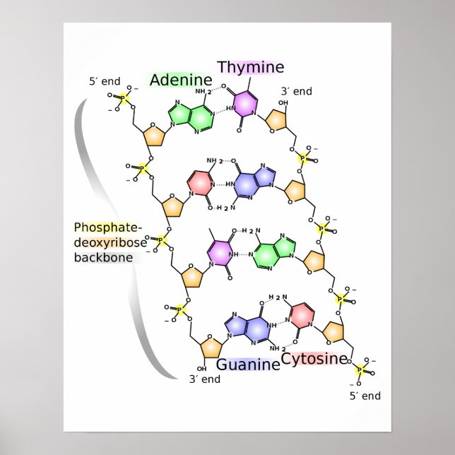 Póster Poster Diagrama de la estructura química del ADN (Frente)