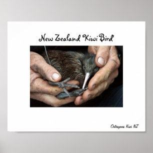Póster Poster disponible del pájaro del kiwi
