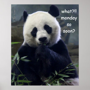 Póster Poster divertida de Panda, ¿Lunes Tan Pronto?