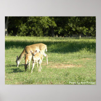 Póster Poster / Doe & Fawns