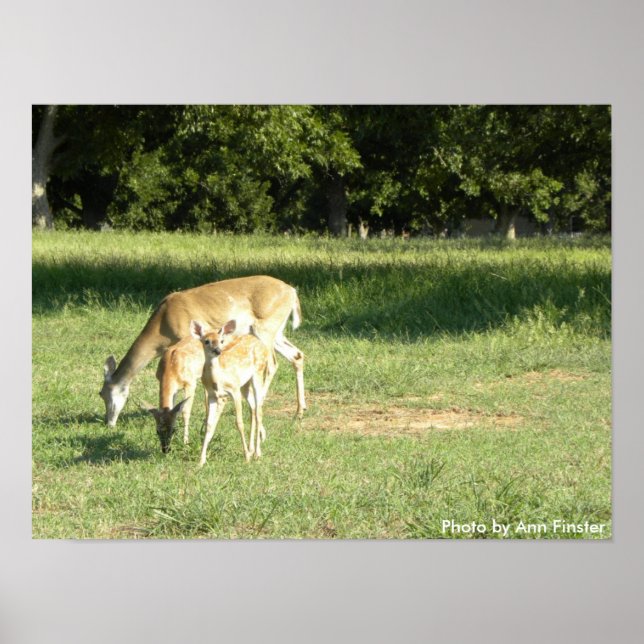 Póster Poster / Doe & Fawns (Frente)