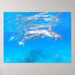 Póster poster "Dolphin Family"