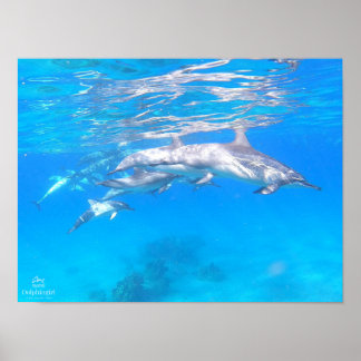 Póster poster "Dolphin Family"