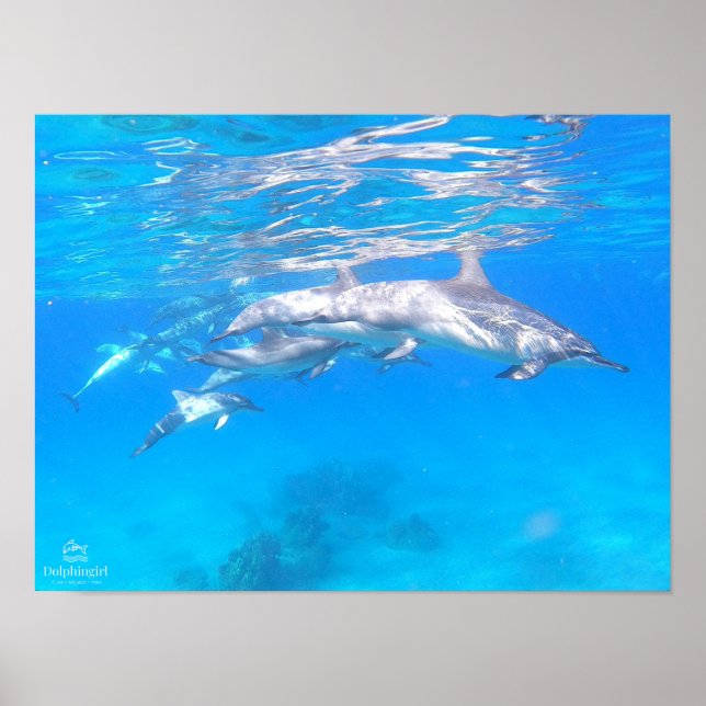 Póster poster "Dolphin Family" (Frente)