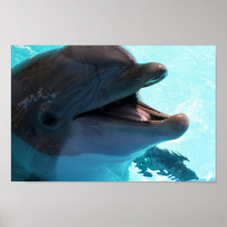 Póster Poster Dolphin Smiles