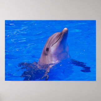 Póster Poster Dolphin Smiles