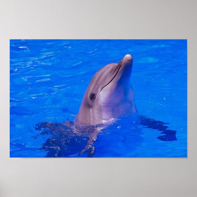 Póster Poster Dolphin Smiles (Frente)