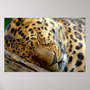 Póster Poster dormido Leopard
