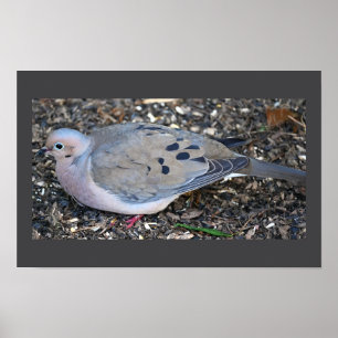 Póster Poster Dove de luto