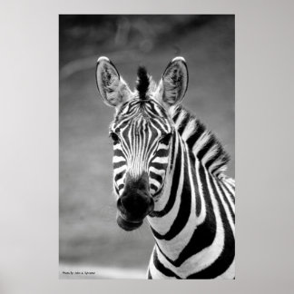 Póster POSTER DSC_8249, sonrisa cebra