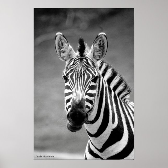 Póster POSTER DSC_8249, sonrisa cebra (Frente)