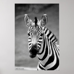 Póster POSTER DSC_8249, sonrisa de la cebra