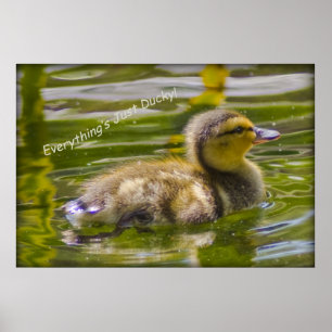 Póster Poster Ducky