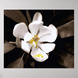 Póster Poster dulce de la magnolia