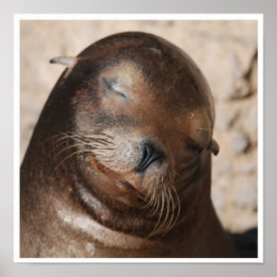 Póster Poster dulce del león marino