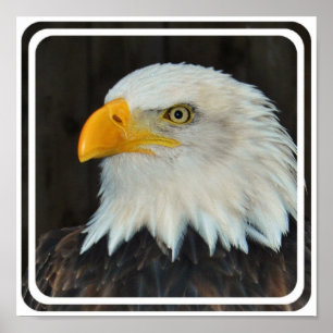 Póster Poster Eagle Head