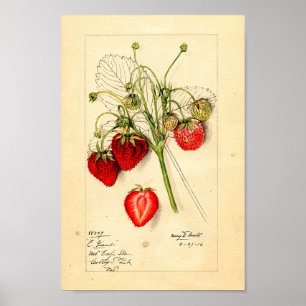 Póster Poster - Eaton Early Giant Strawberries