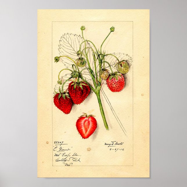 Póster Poster - Eaton Early Giant Strawberries (Frente)