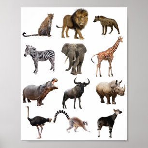 Póster poster educativo animal africano