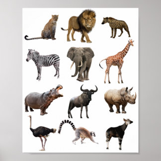 Póster poster educativo animal africano