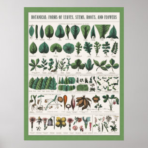 Póster Poster Educativo Botánico