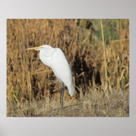 Póster Poster - Egret in Grass