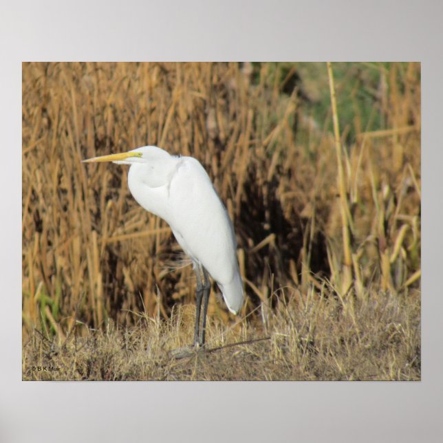 Póster Poster - Egret in Grass (Frente)