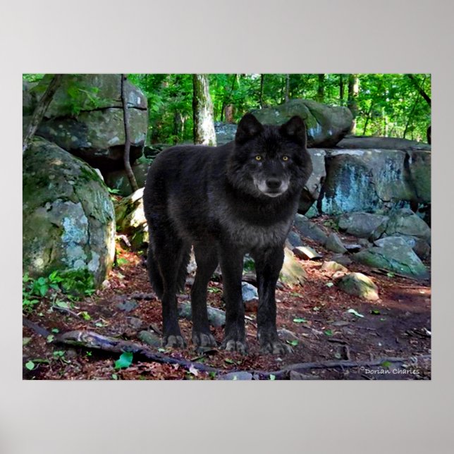 Póster poster "El Lobo Negro" (Frente)
