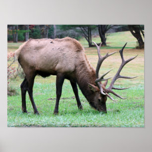 Póster Poster Elk