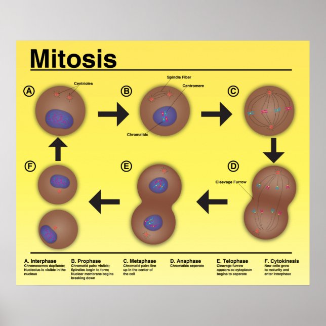 Póster Poster en aula de Mitosis *Actualizado* (Frente)