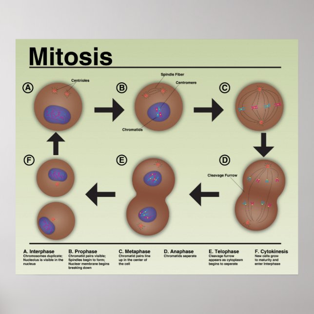Póster Poster en aula de Mitosis *Actualizado* (Frente)